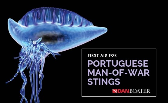 portuguese man-of-war neon blue purple tentacles floating dark ocean